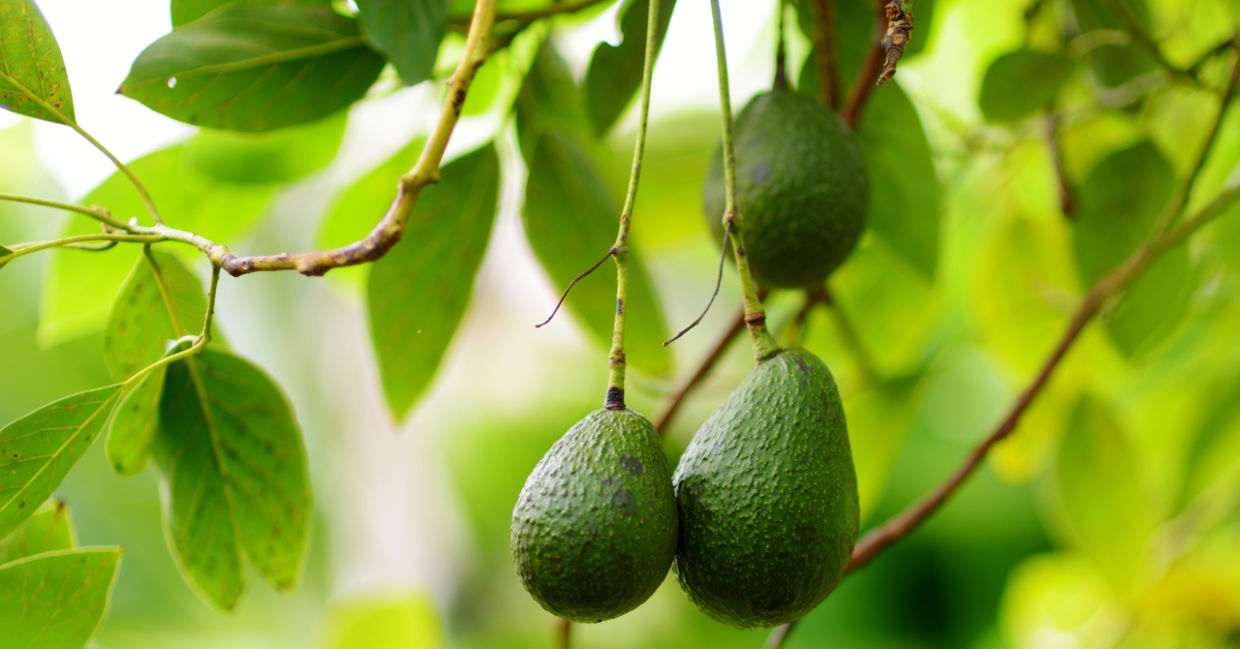 Avocados growing on a tree Avocados growing on a tree