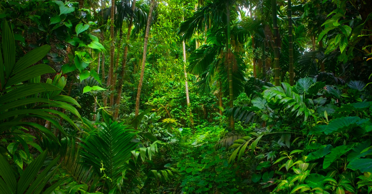 Asian Rainforest. Asian Rainforest.
