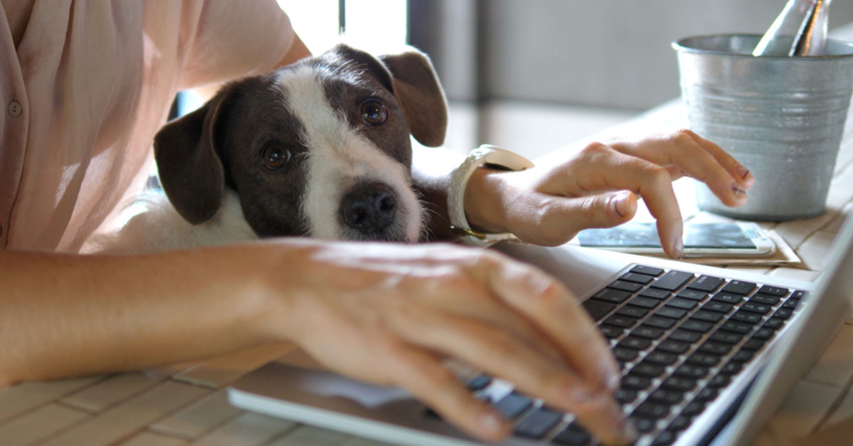 Bring your dog to work. Bring your dog to work.