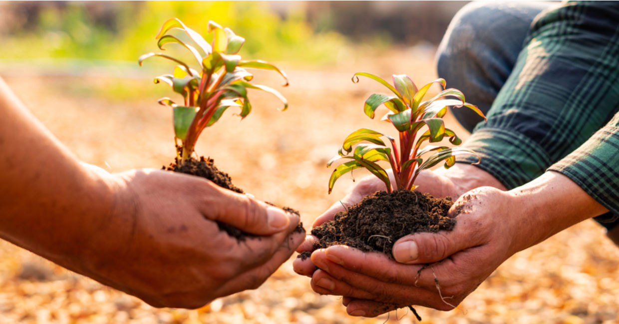 Planting trees. Planting trees.