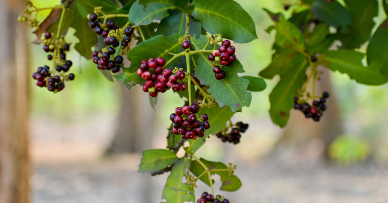 Allspice is a medicinal herb. Allspice is a medicinal herb.