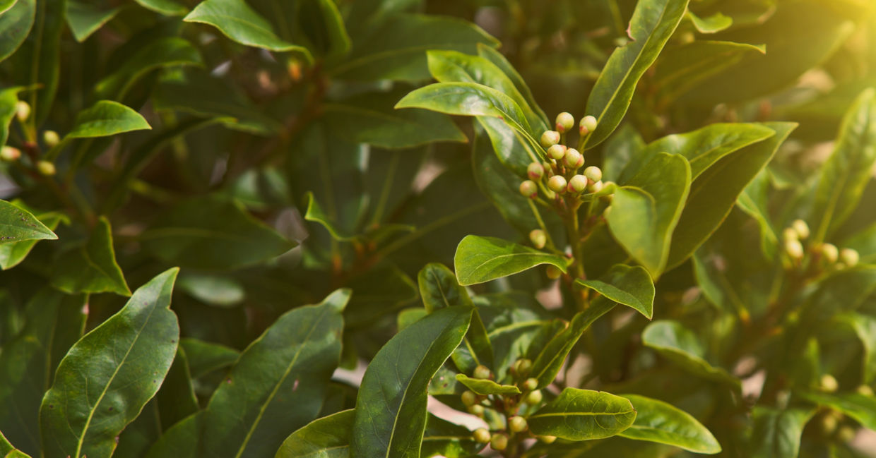 Bay leaf has healing properties. Bay leaf has healing properties.