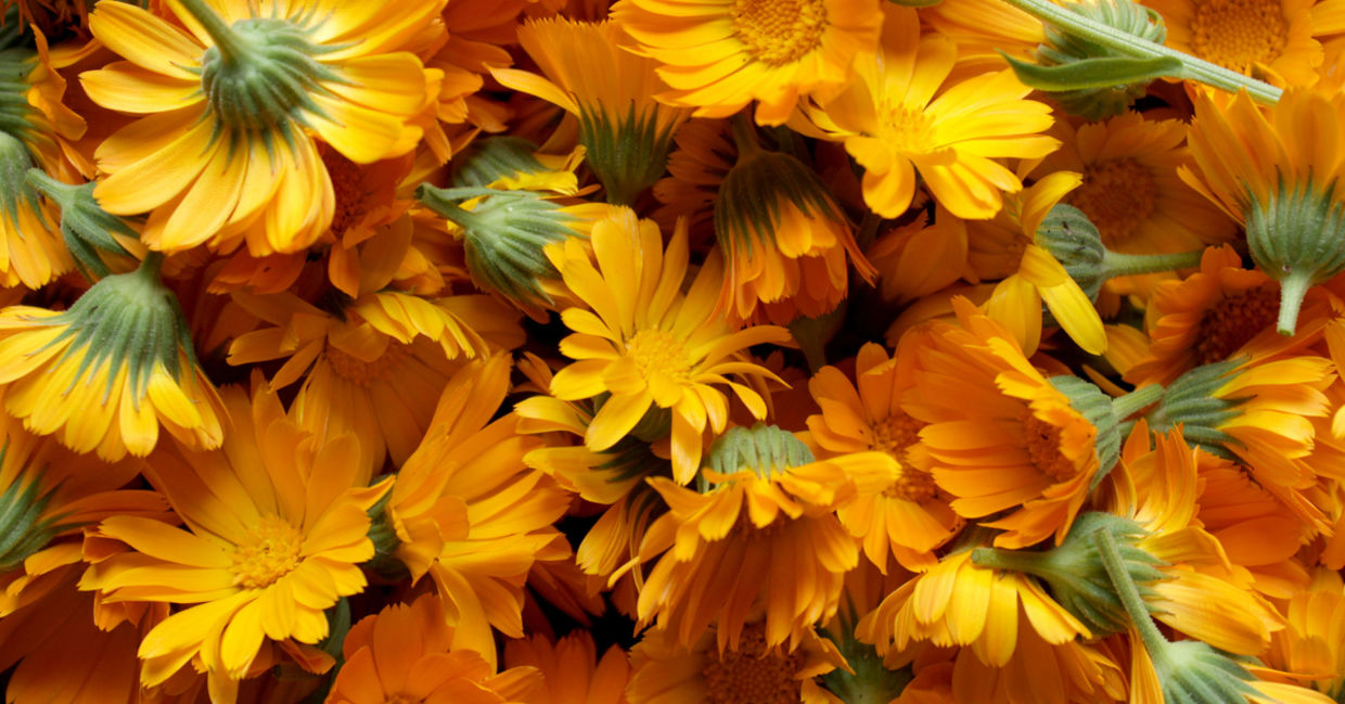 Use calendula to help relieve sore throats. Use calendula to help relieve sore throats.