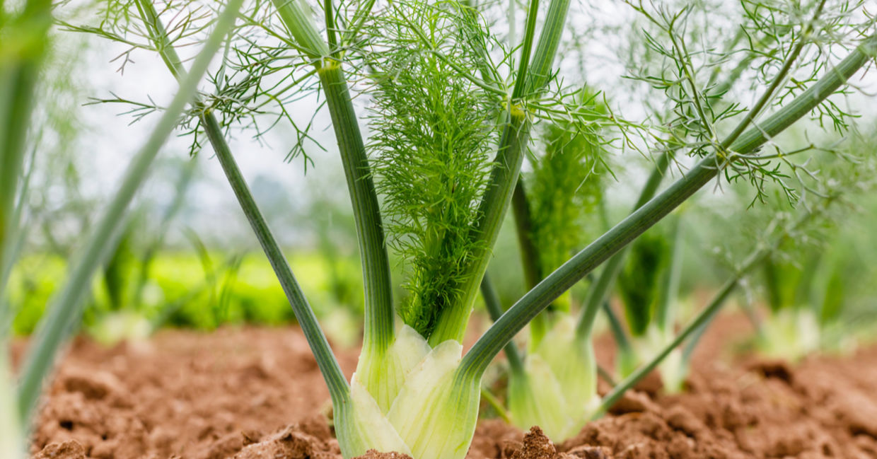 Fennel has numerous health benefits. Fennel has numerous health benefits.