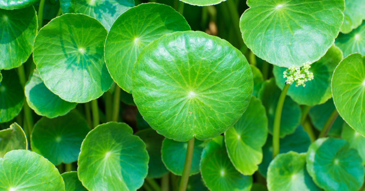 Gotu Kola is the herb for longevity. Gotu Kola is the herb for longevity.