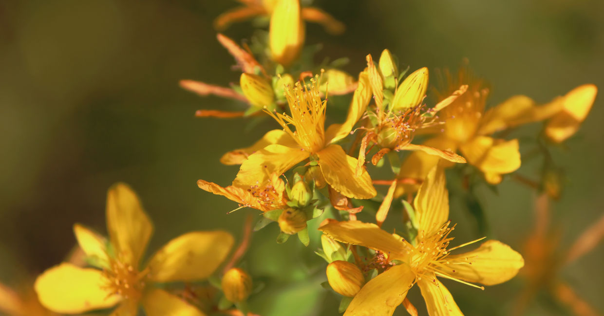 St. John’s Wort is a healing herb that can help with the blues. St. John’s Wort is a healing herb that can help with the blues.