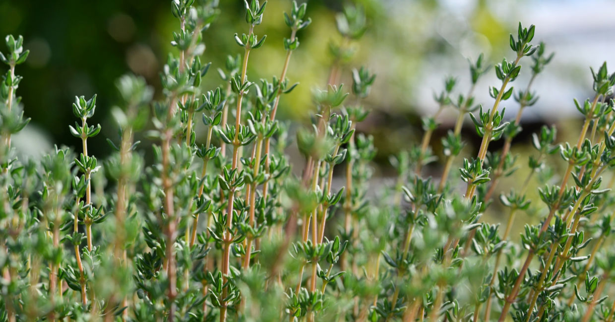 Thyme is a healing herb. Thyme is a healing herb.