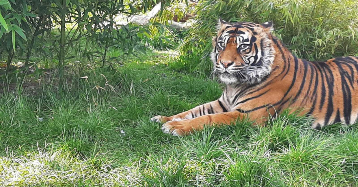 Tiger from Shepreth Wildlife Park after pioneering eye surgery Tiger from Shepreth Wildlife Park after pioneering eye surgery