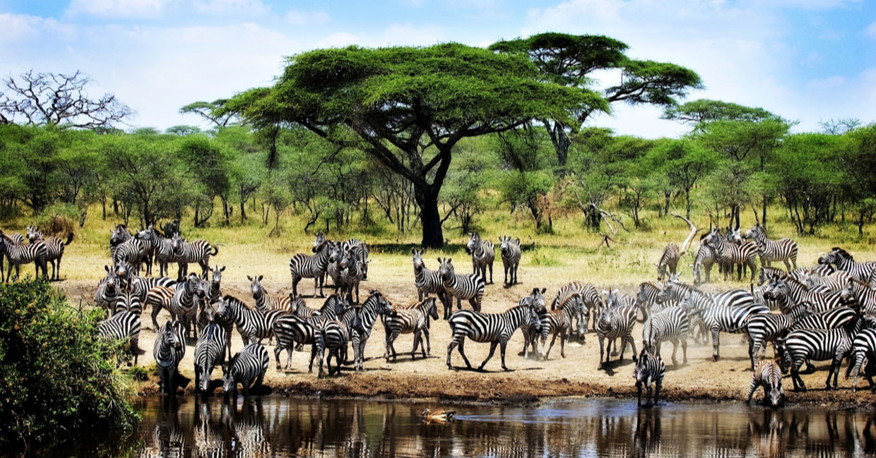 Thirsty Zebras, Serengeti National Park Thirsty Zebras, Serengeti National Park