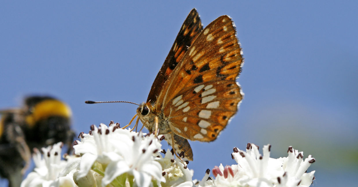 The Duke of Burgundy butterfly The Duke of Burgundy butterfly