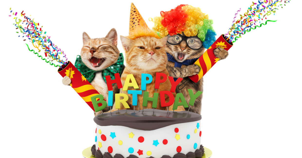 A birthday party for shelter pets. A birthday party for shelter pets.