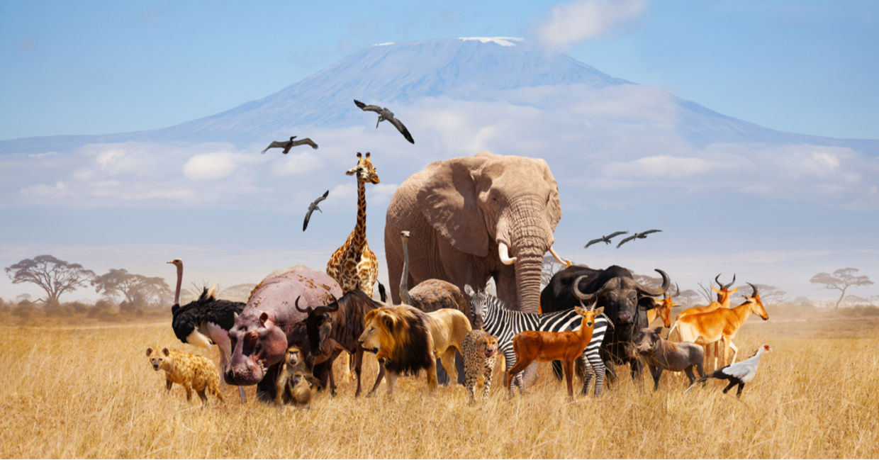 Wild animals in Africa. Wild animals in Africa.