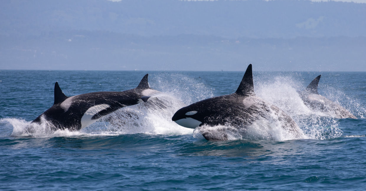 Killer whales in a protected marine space. Killer whales in a protected marine space.
