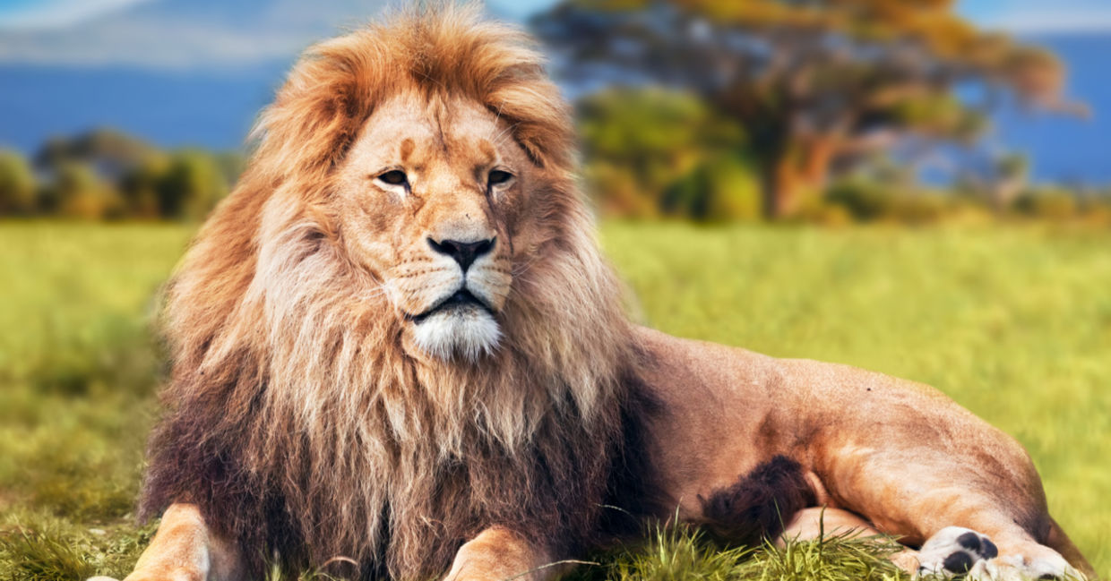 this majestic lion's habitat is being conserved. this majestic lion's habitat is being conserved.