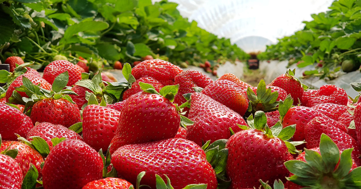 Strawberry fields that are ready for picking. Strawberry fields that are ready for picking.