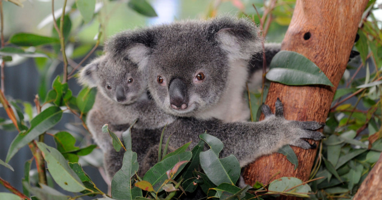 Koala bears in the park. Koala bears in the park.