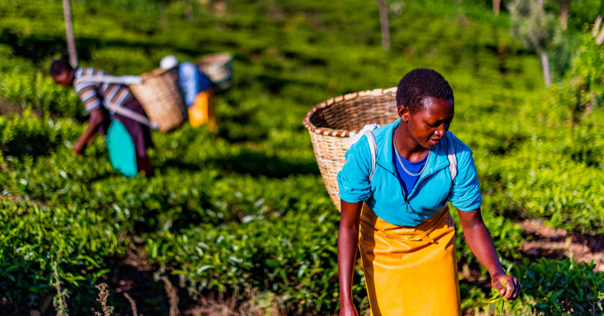 Women harvesting tea. Women harvesting tea.
