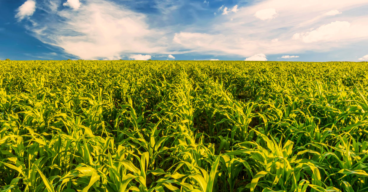 Corn fields Corn fields