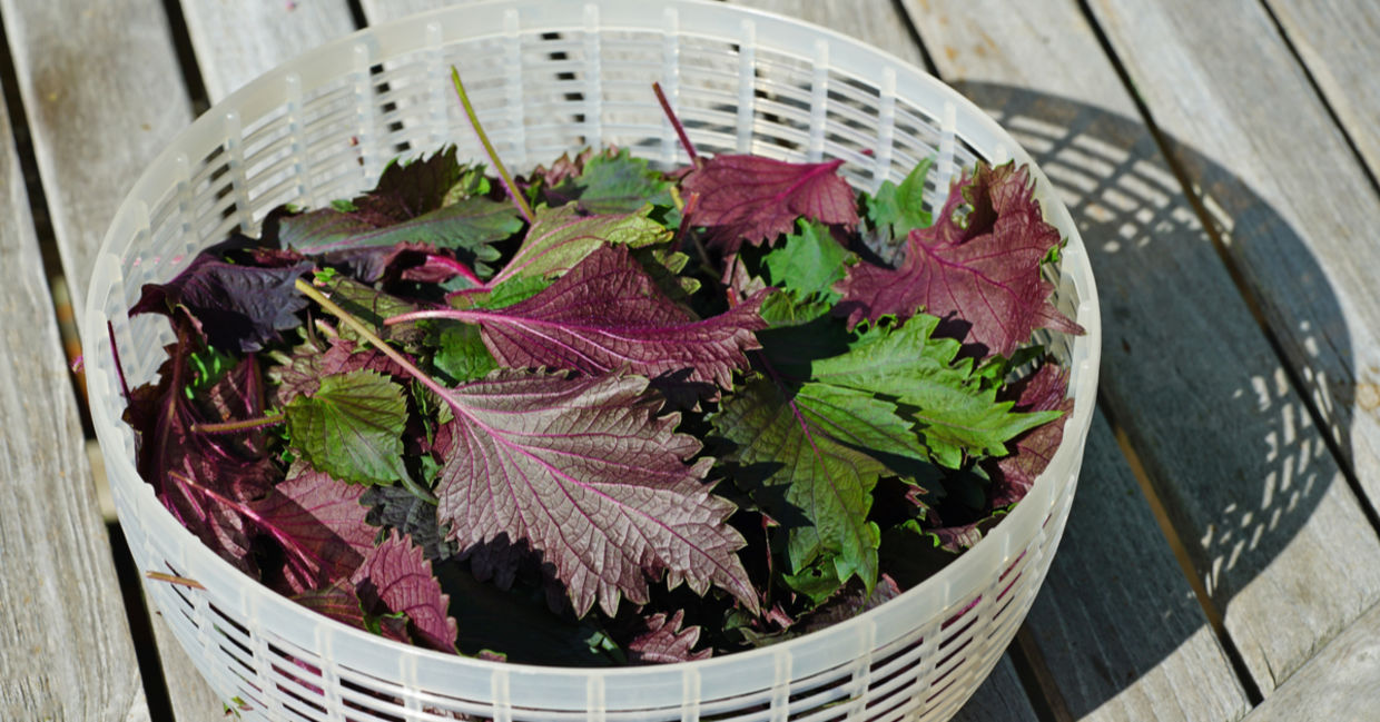 Shiso leaf in a salad spinner. Shiso leaf in a salad spinner.