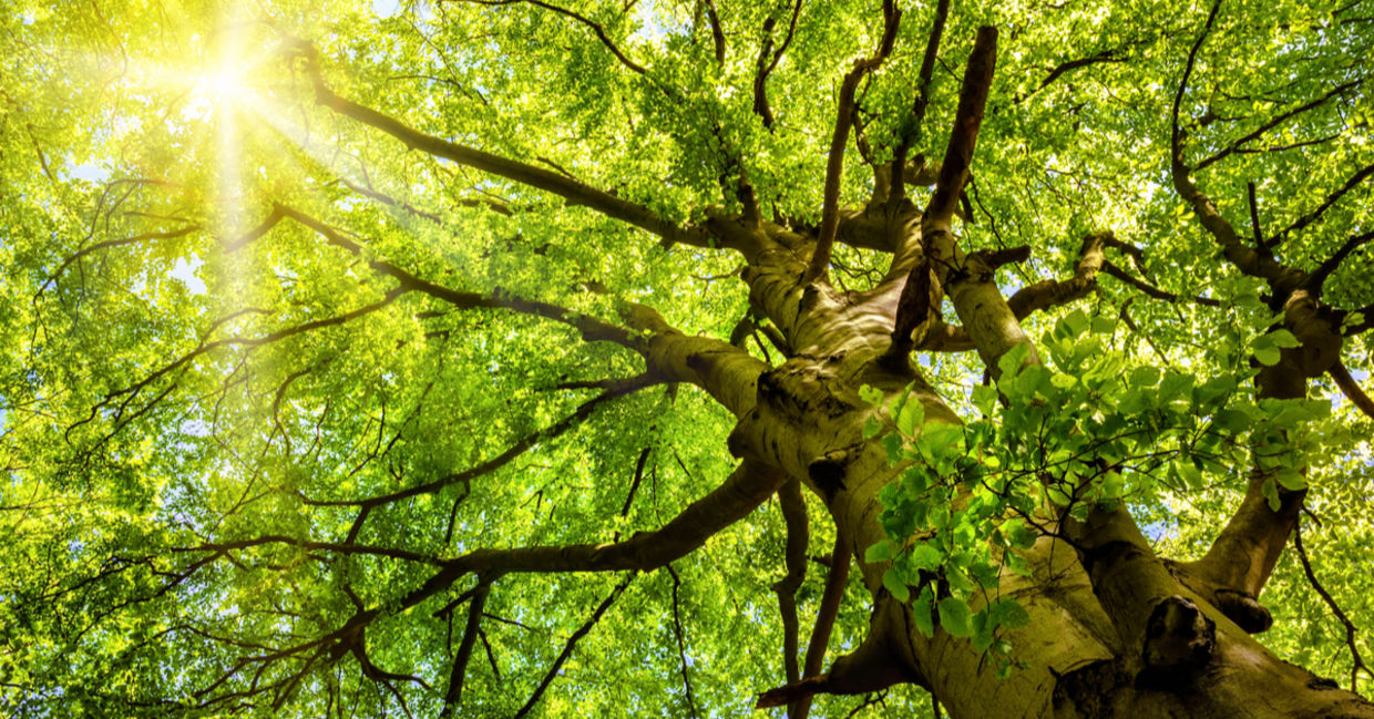 Sun rays shine through an old beech tree. Sun rays shine through an old beech tree.