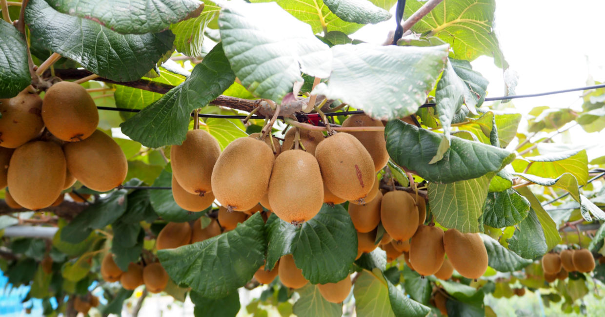 This beneficial fruit grows on trees. This beneficial fruit grows on trees.