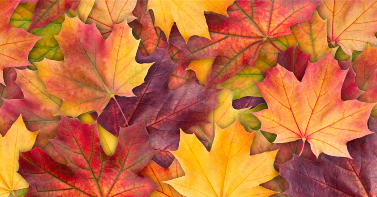 Fall leaves are very colorful. Fall leaves are very colorful.