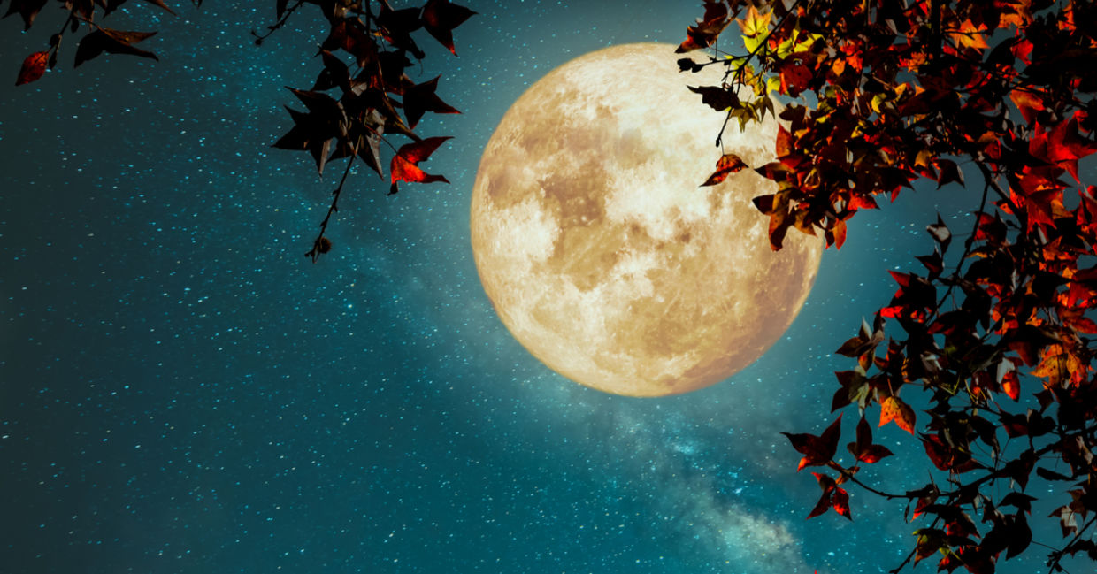 The Harvest Moon appears in the fall. The Harvest Moon appears in the fall.