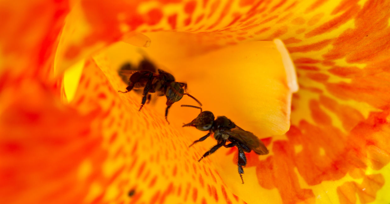 Stingless bees collecting pollen from a canna lily. Stingless bees collecting pollen from a canna lily.