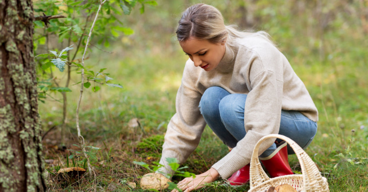 Woman foraging fall mushrooms. Woman foraging fall mushrooms.