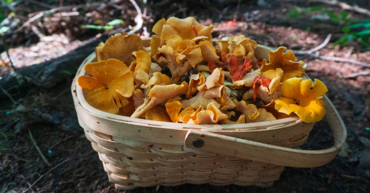 Chanterelle mushrooms foraged in the fall. Chanterelle mushrooms foraged in the fall.