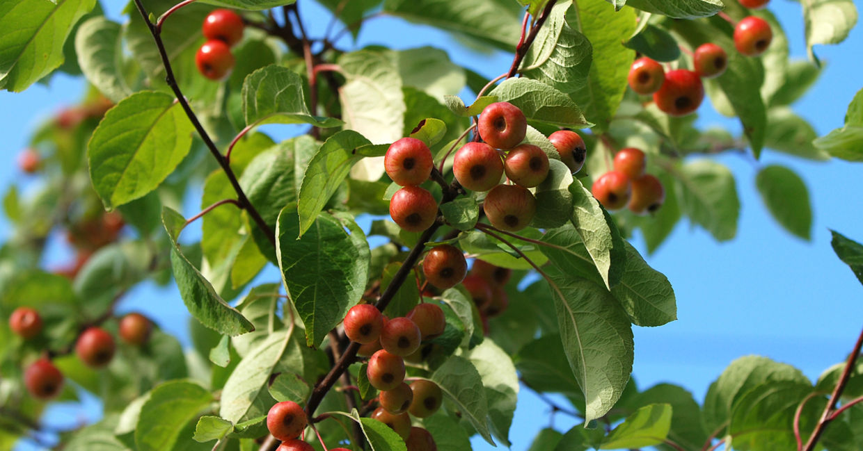 Crab apples are ripe in the fall. Crab apples are ripe in the fall.