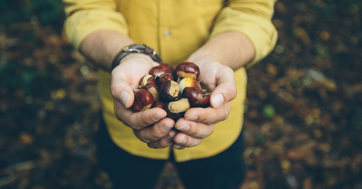 Foraged fall chestnuts. Foraged fall chestnuts.