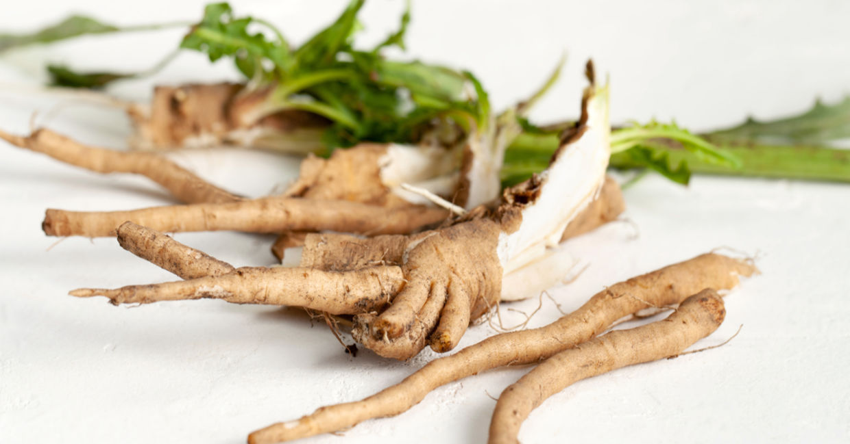 Fresh chicory root. Fresh chicory root.