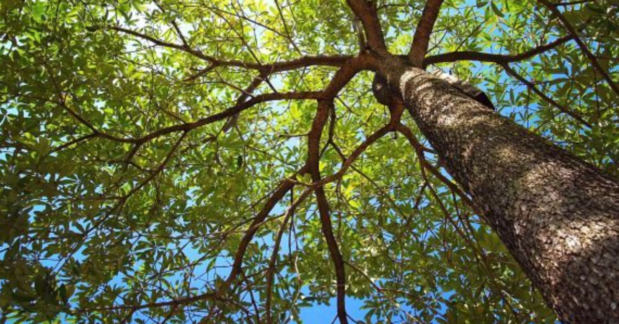 Tree Tree