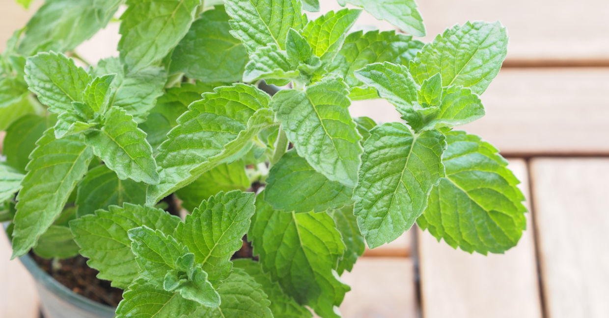 Potted peppermint. Potted peppermint.
