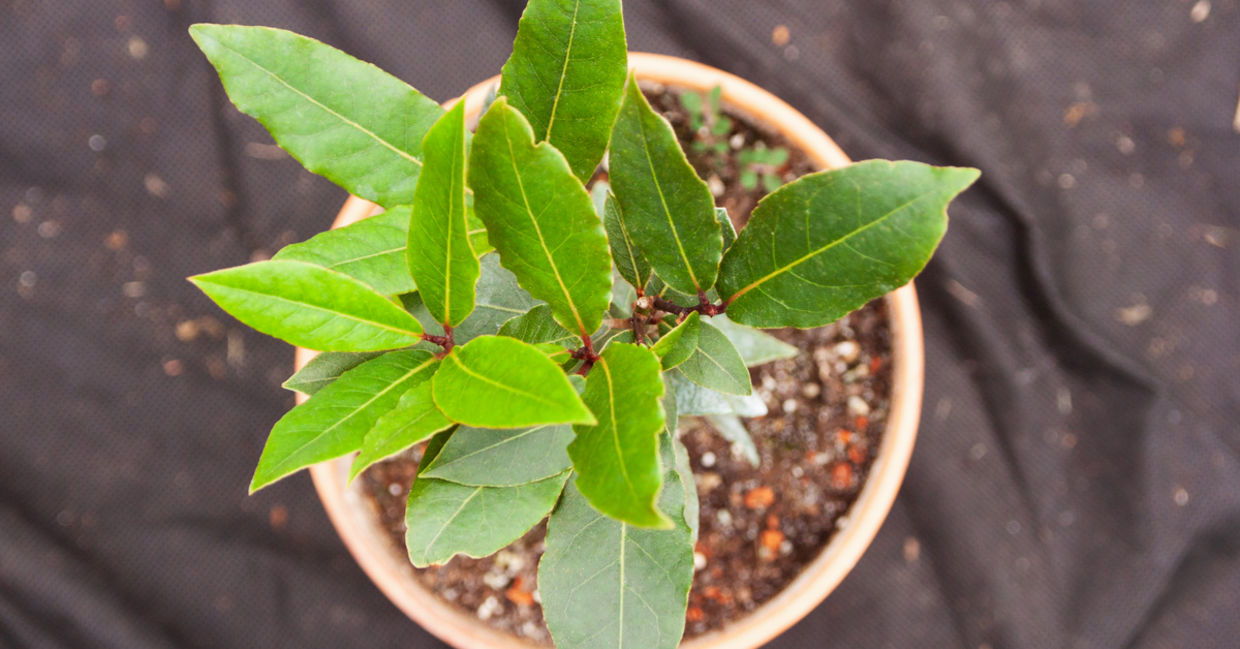 Bay laurel growing in a clay pot. Bay laurel growing in a clay pot.