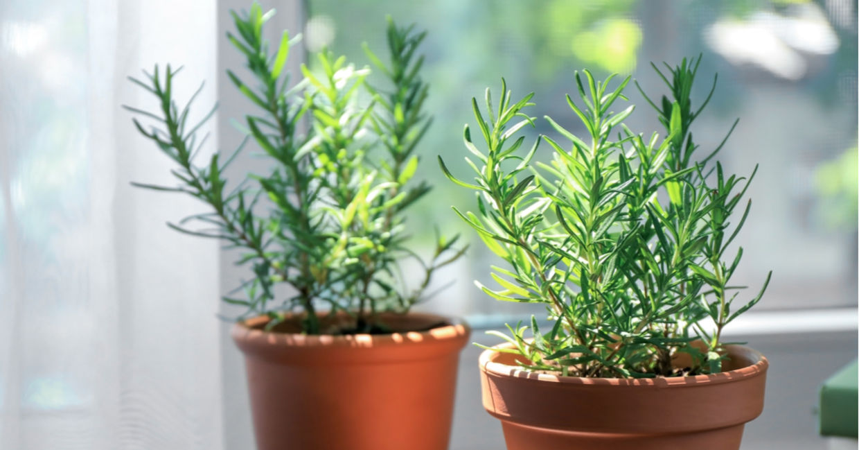 Rosemary in pots on a table. Rosemary in pots on a table.