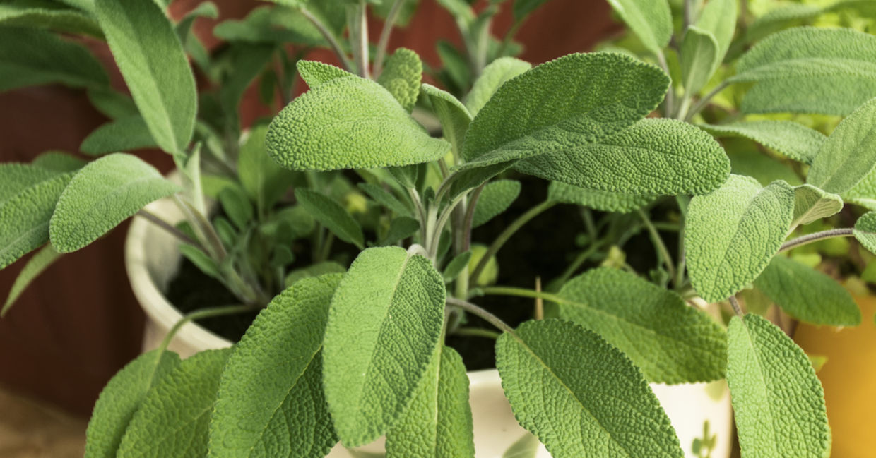 Potted sage growing indoors. Potted sage growing indoors.