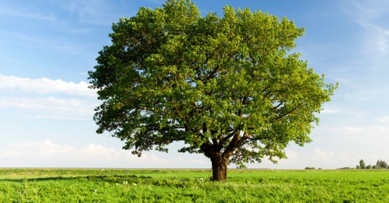 An oak tree in a field. An oak tree in a field.