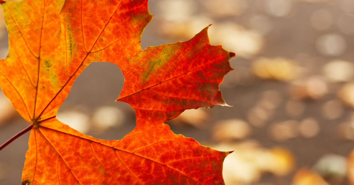 An autumnal red maple leaf with a heart cut out of it, a symbol of love and caring for Thanksgiving. An autumnal red maple leaf with a heart cut out of it, a symbol of love and caring for Thanksgiving.