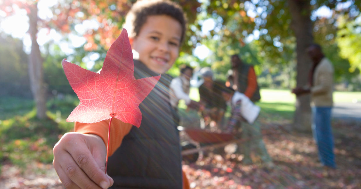 A young boy helping rake up leaves with his family is holding up a crimson maple leaf. A young boy helping rake up leaves with his family is holding up a crimson maple leaf.