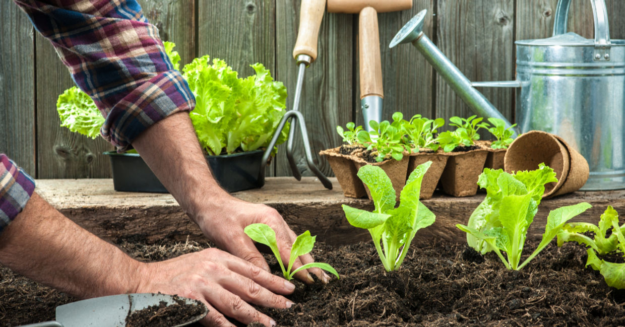 Planting a garden. Planting a garden.