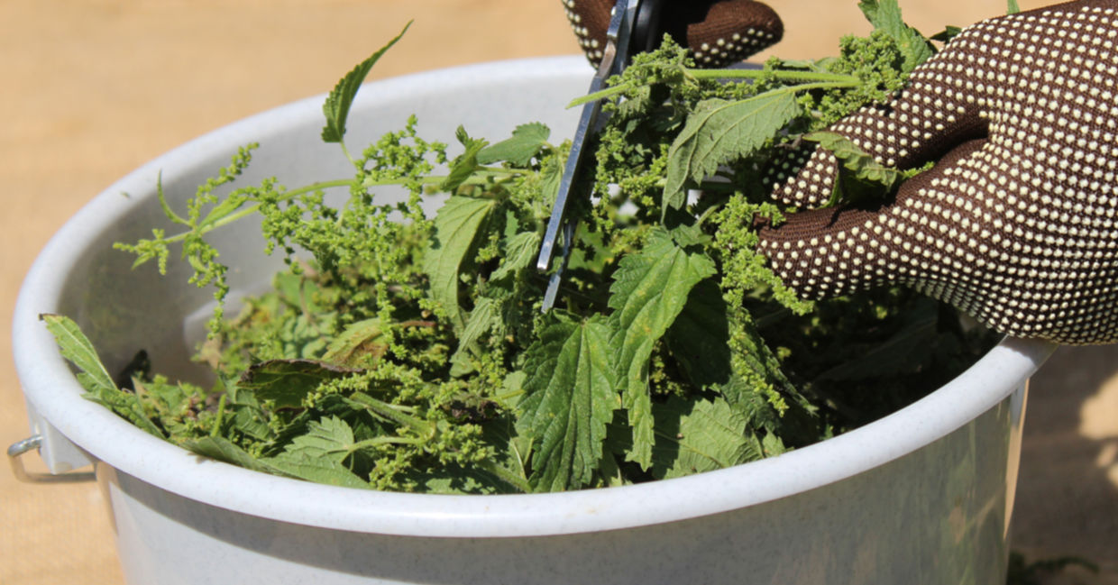 Starting to make a liquid fermented plant juice in a bucket. Starting to make a liquid fermented plant juice in a bucket.