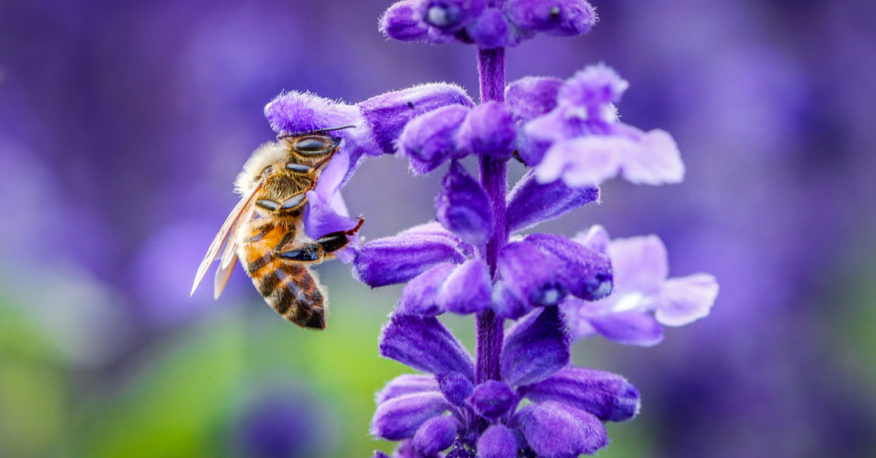 Bee on a purple flower. Bee on a purple flower.