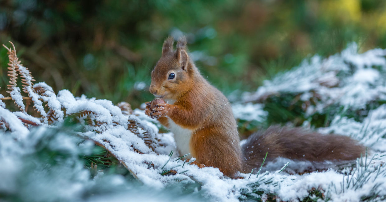 Red squirrel eating the food it gathered for the winter. Red squirrel eating the food it gathered for the winter.