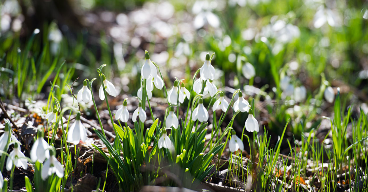 Snowdrop flowers bloom in the winter. Snowdrop flowers bloom in the winter.