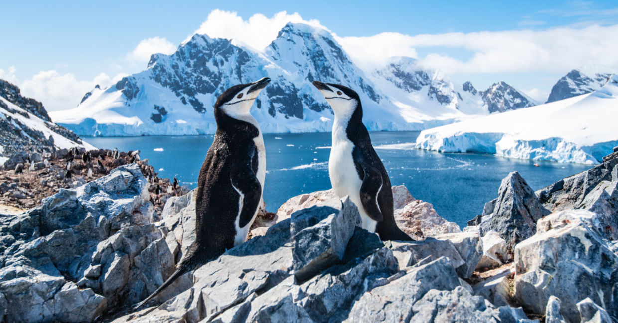 Penguins in Antarctica. Penguins in Antarctica.