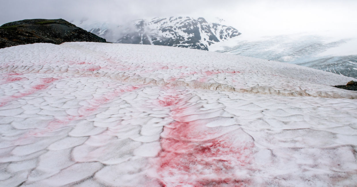 Pink snow in Alaska. Pink snow in Alaska.