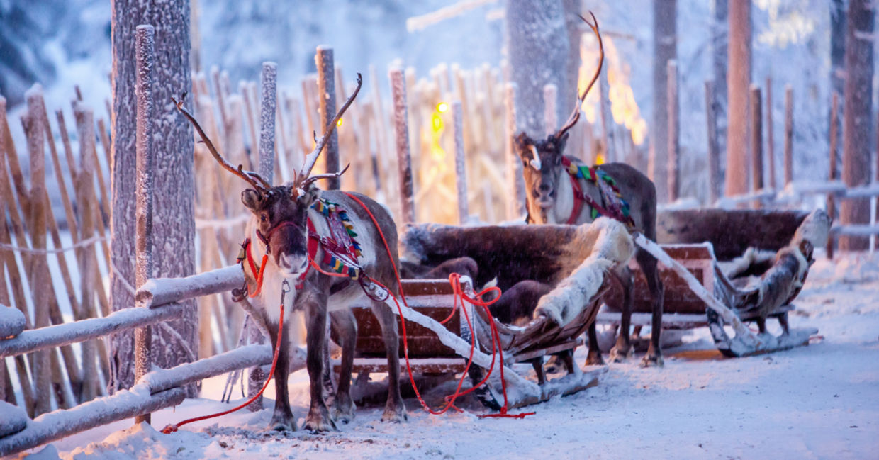 Reindeer with sleigh in Lapland. Reindeer with sleigh in Lapland.
