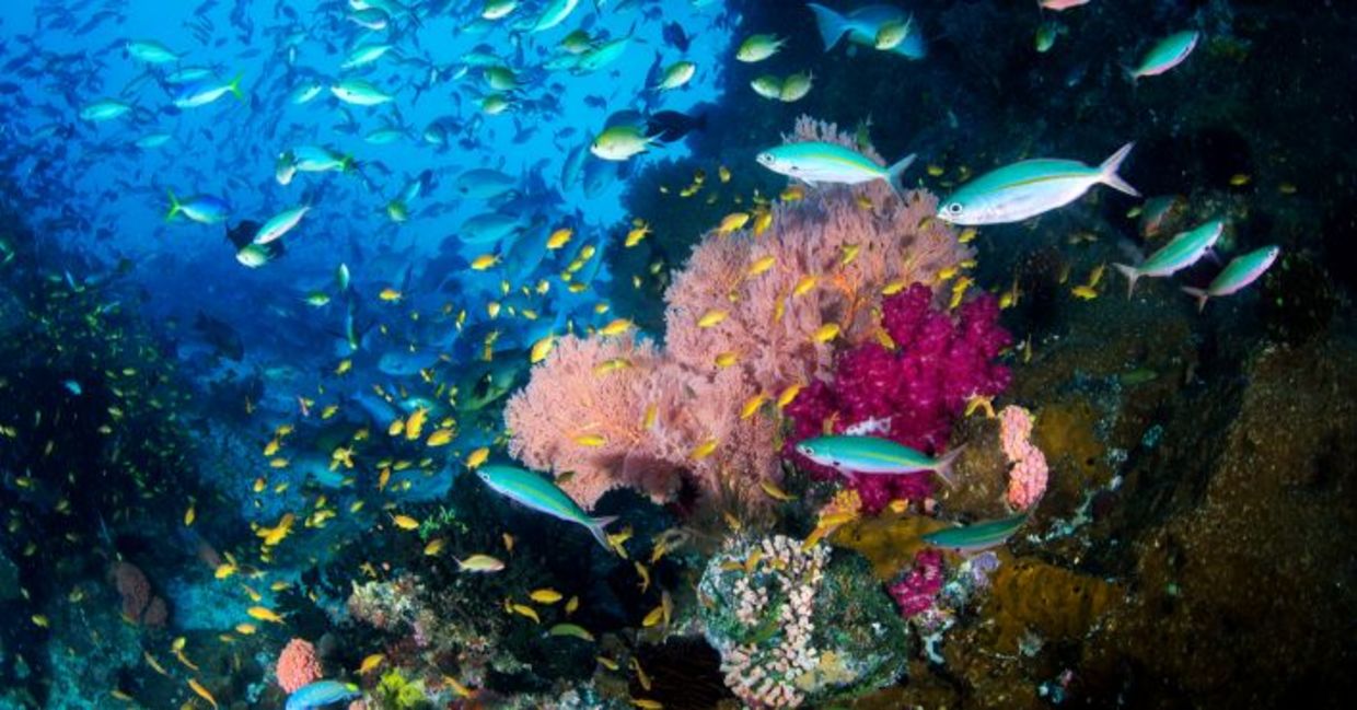 Stunning Raja Ampat coral reef in Indonesia. Stunning Raja Ampat coral reef in Indonesia.